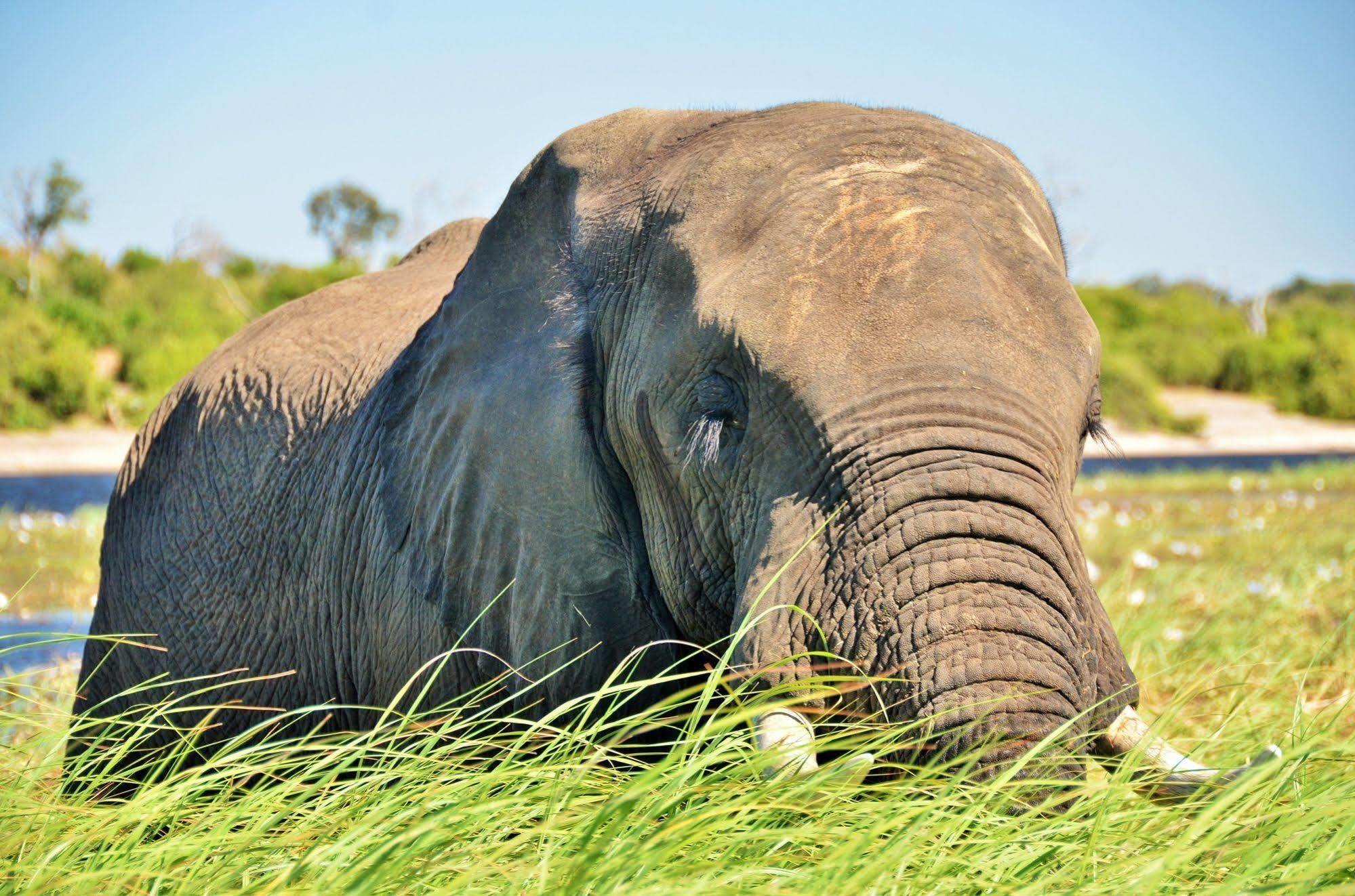 Thebe River Safaris Kasane Luaran gambar