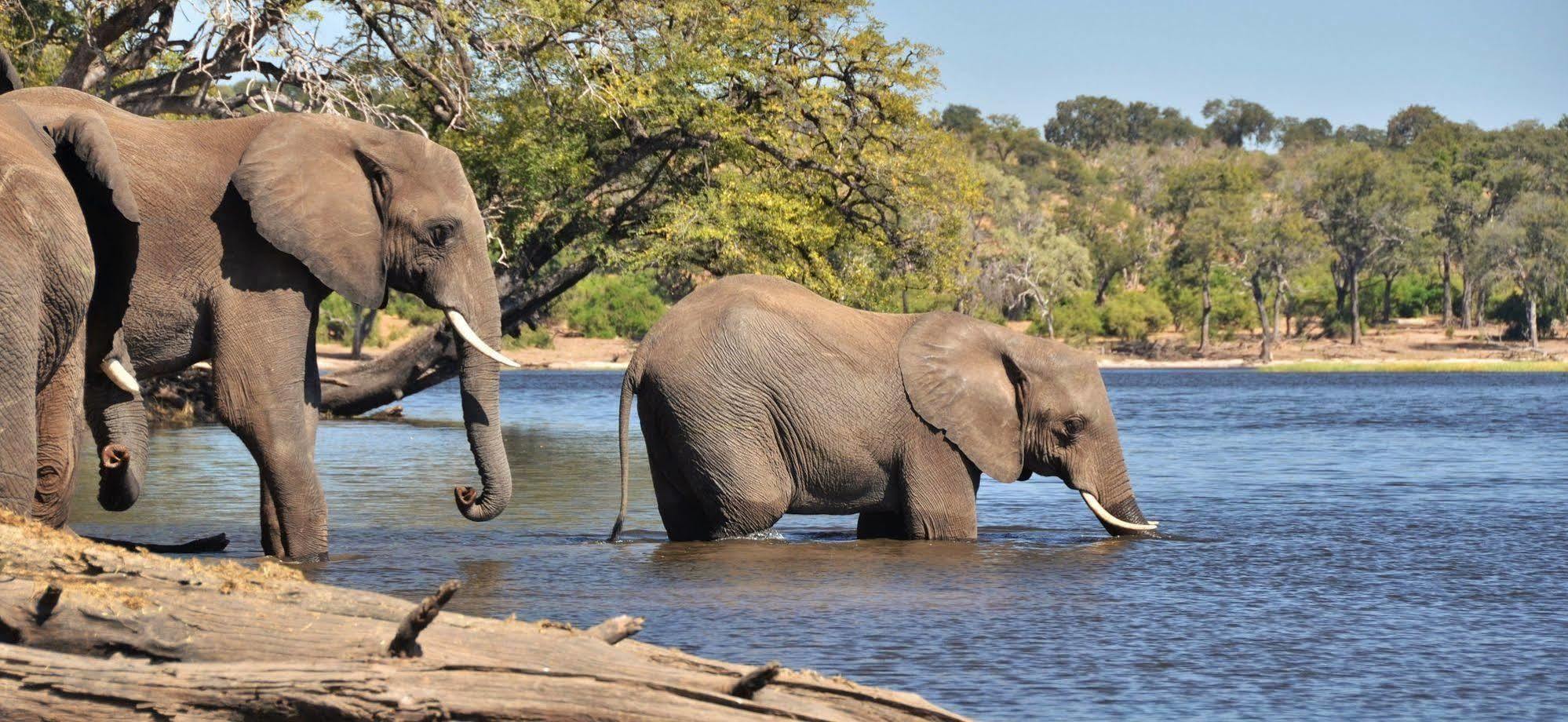 Thebe River Safaris Kasane Luaran gambar